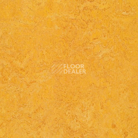 Линолеум Forbo Marmoleum Marbled Authentic 3225 dandelion фото 1 | FLOORDEALER